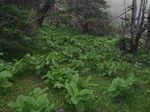 P7040064.jpg