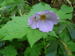 P7050033.jpg