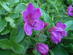 P7120104.jpg
