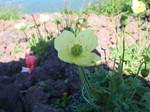 P7120207.jpg